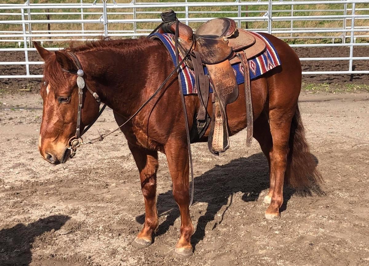 For sale older horses WR HORSES