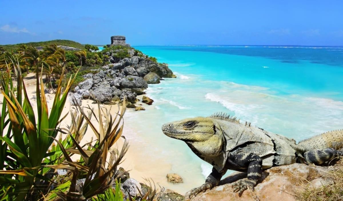 ruine de tulum iguane