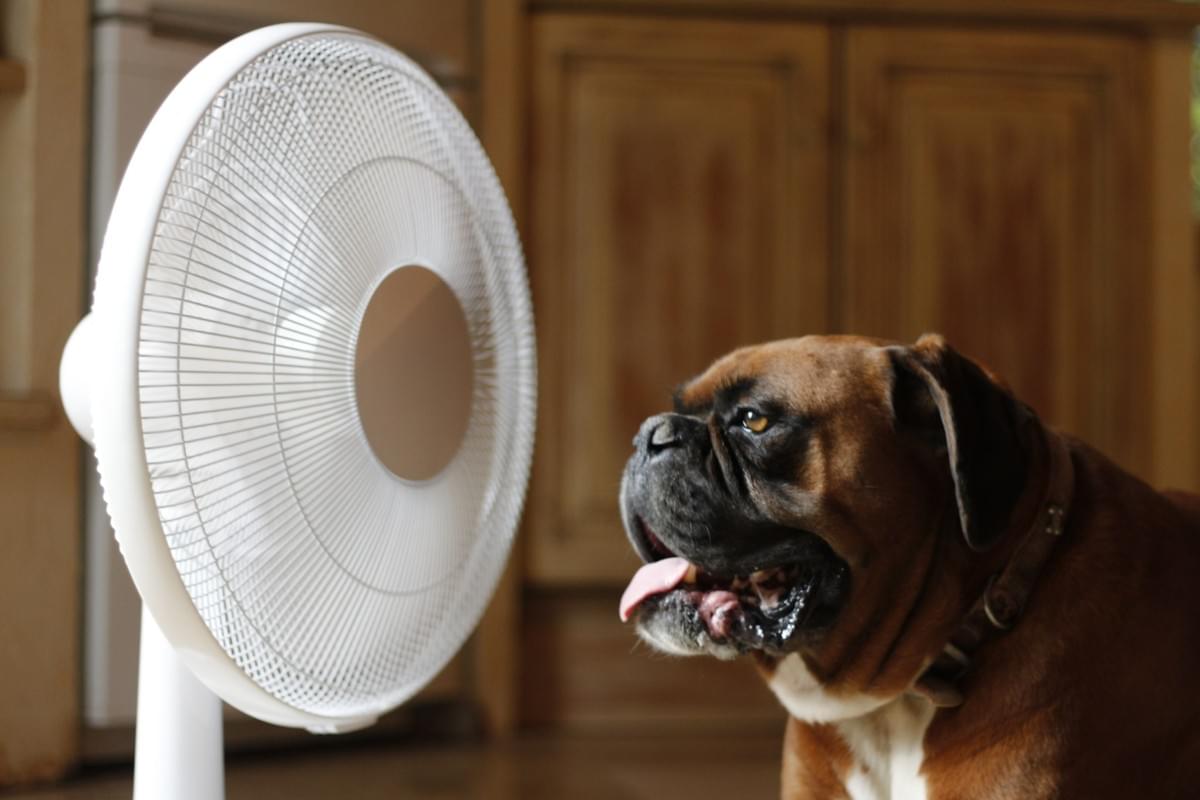 La Canicule Et Votre Animal Sante Chien Chat Nac