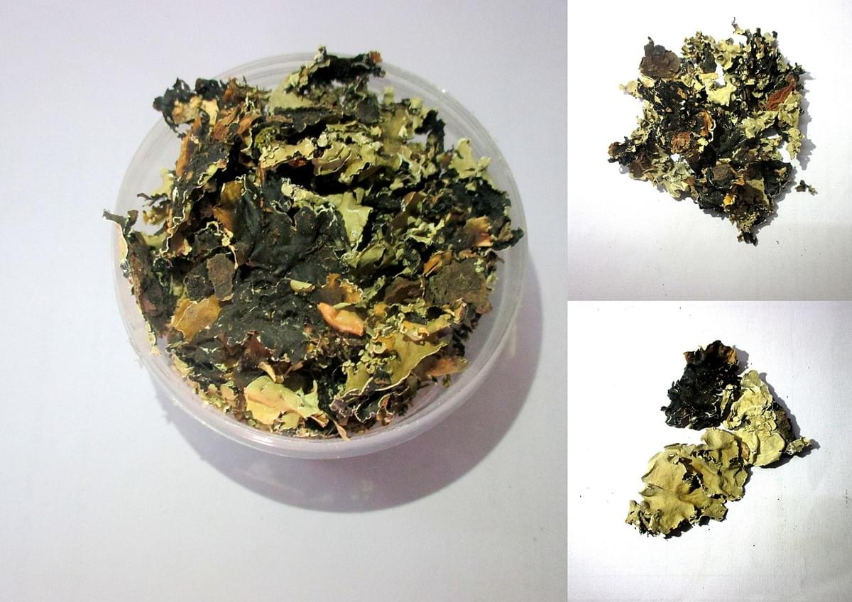 Black stone flower Spice