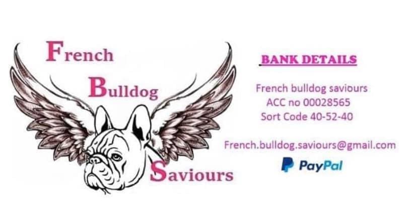 french bulldog saviours rescue