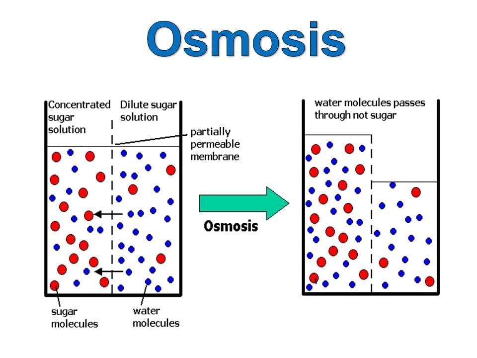 What is reverse osmosis and how it works lifestyle