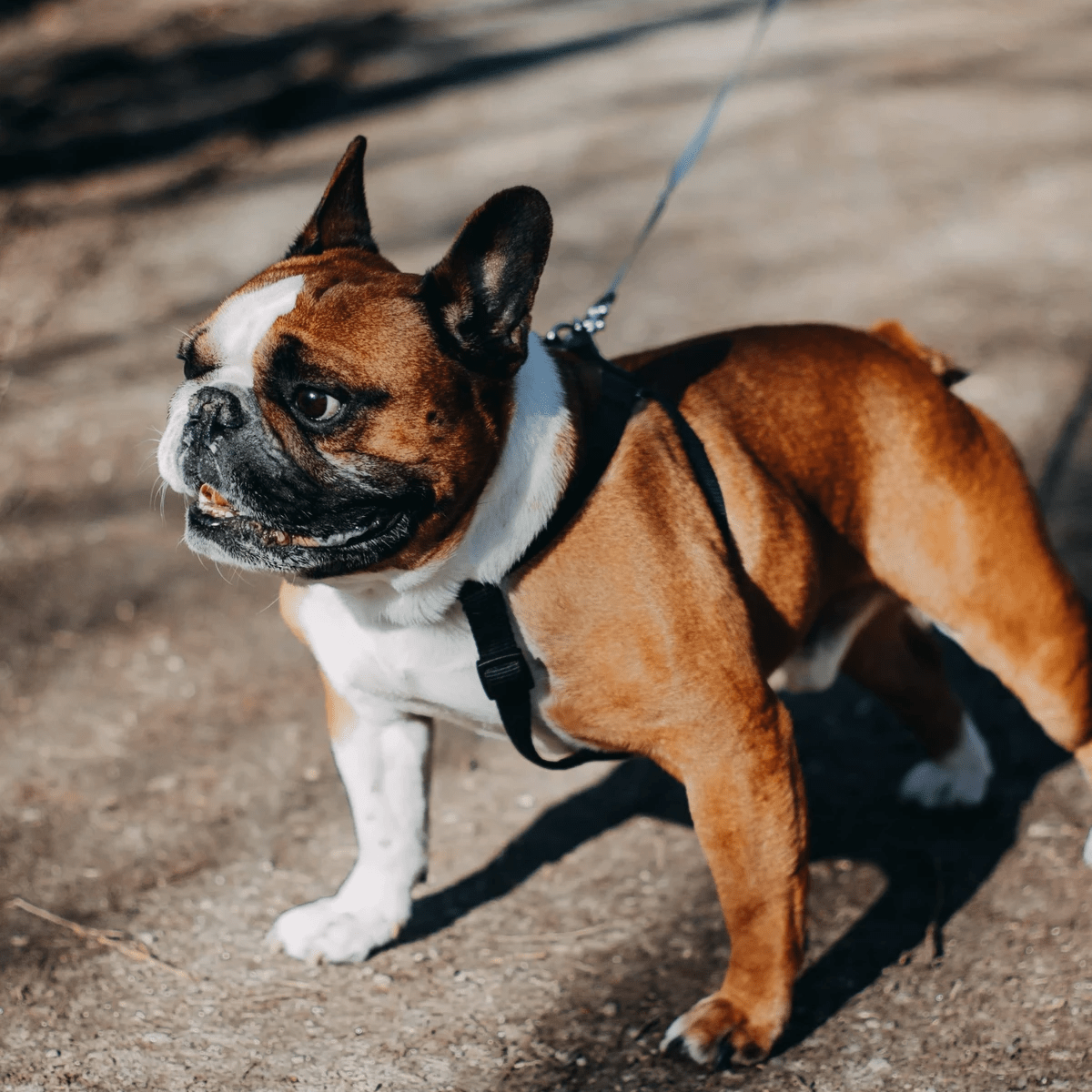 The Pet Village Award Winning, Cageless Boarding & Grooming