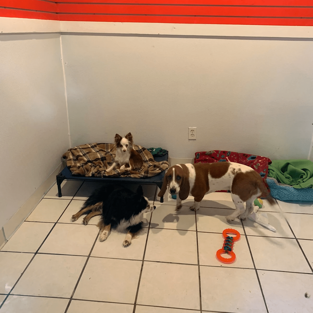 The Pet Village Award Winning, Cageless Boarding & Grooming