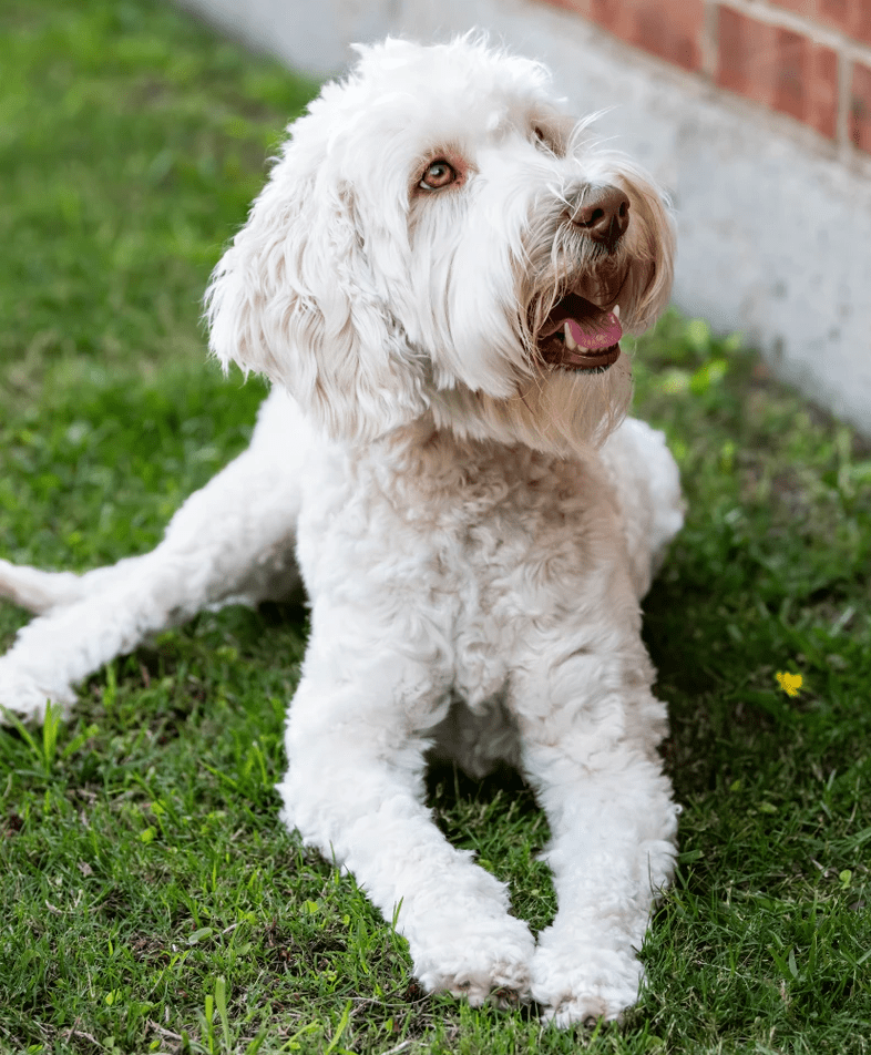 Labradoodles by Hazel