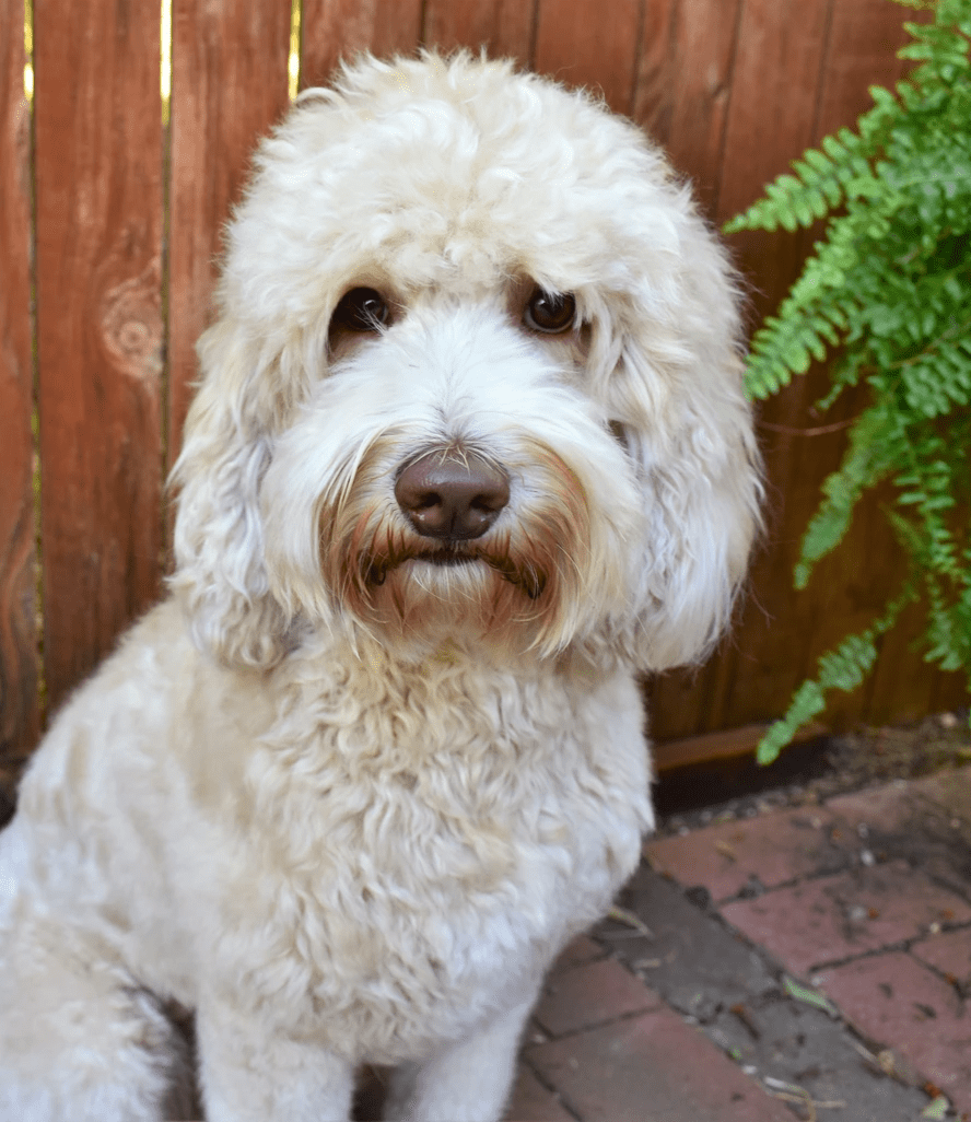 Labradoodles by Hazel