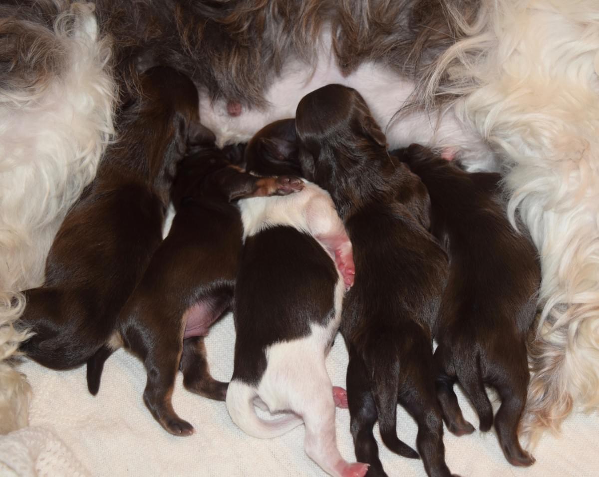 Past Havanese Litters Havanese Florida