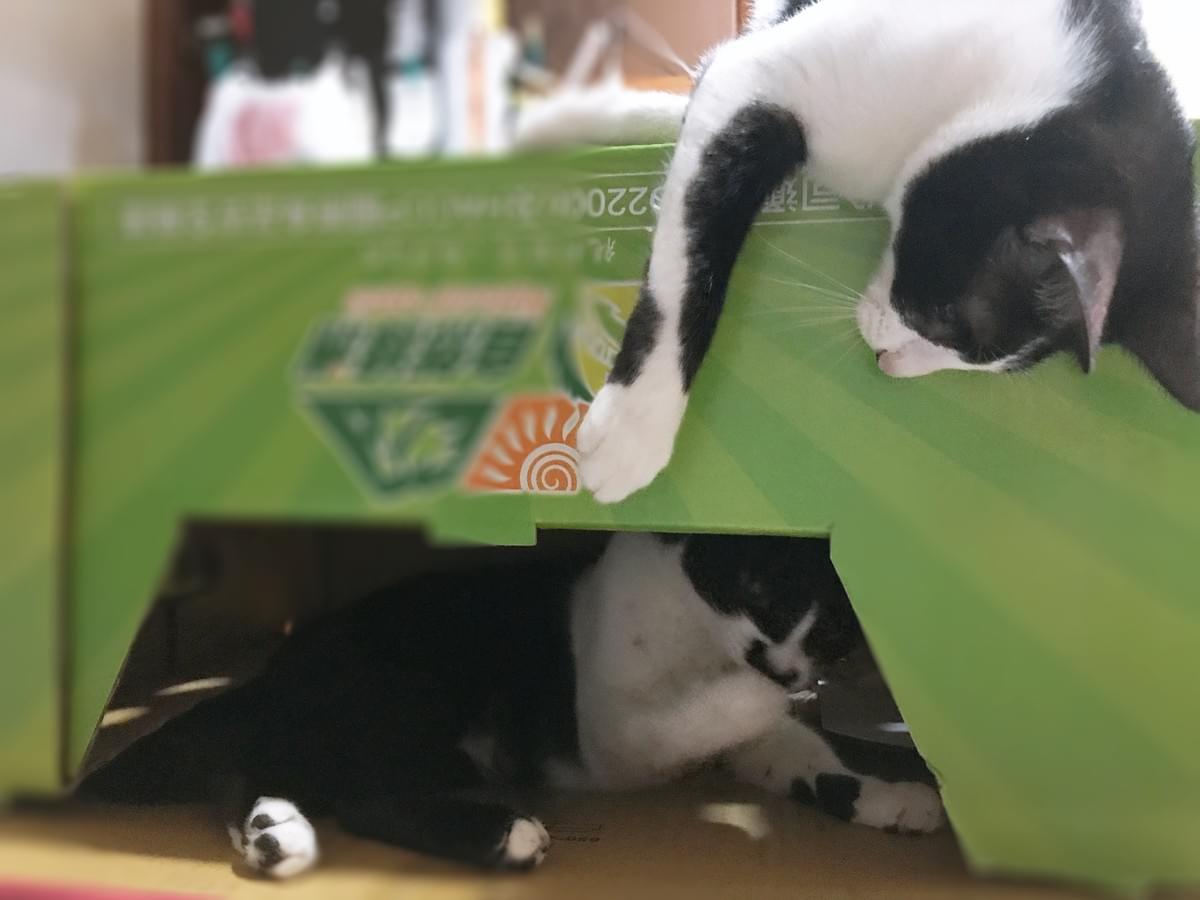貓咪亂尿尿怎麼辦呢