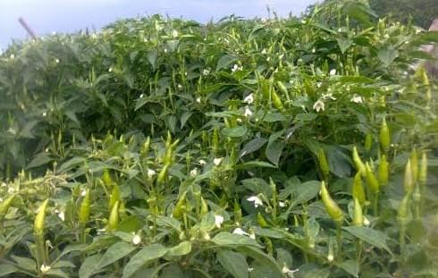 Obat Bunga Cabe Agar Tidak Rontok