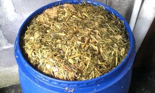 Cara Mudah Membuat Pakan Fermentasi Kambing | PROSES CEPAT