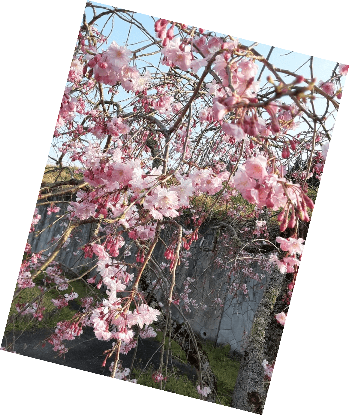 さくら咲く さくら咲く
