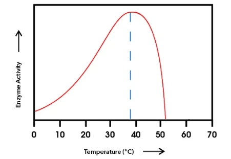 Biol Introduction To Enzymes Biology Enzyme