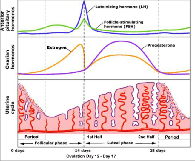 Biol Hormones Involved In Menstrual Cycle And Pregnancy Biology Hormone Menstrual Cycle Pregnancy