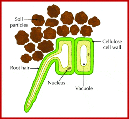 water plant plants root absorption transport biology nutrients hair cell hairs biol into xylem soil imgarcade