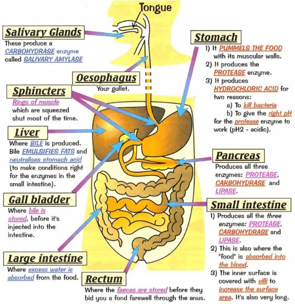 BIOL - How Food Gets Digested - biology digestion alimentary canal enzyme