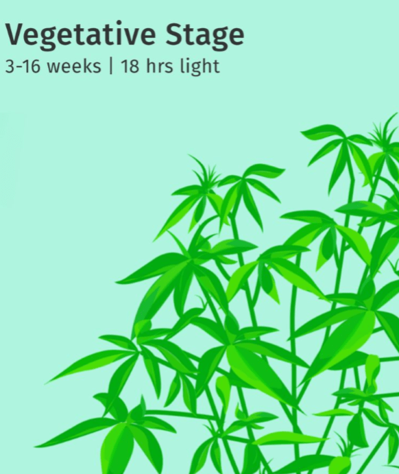 Source : Leafly Source : Leafly
