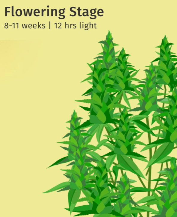 Source : Leafly Source : Leafly