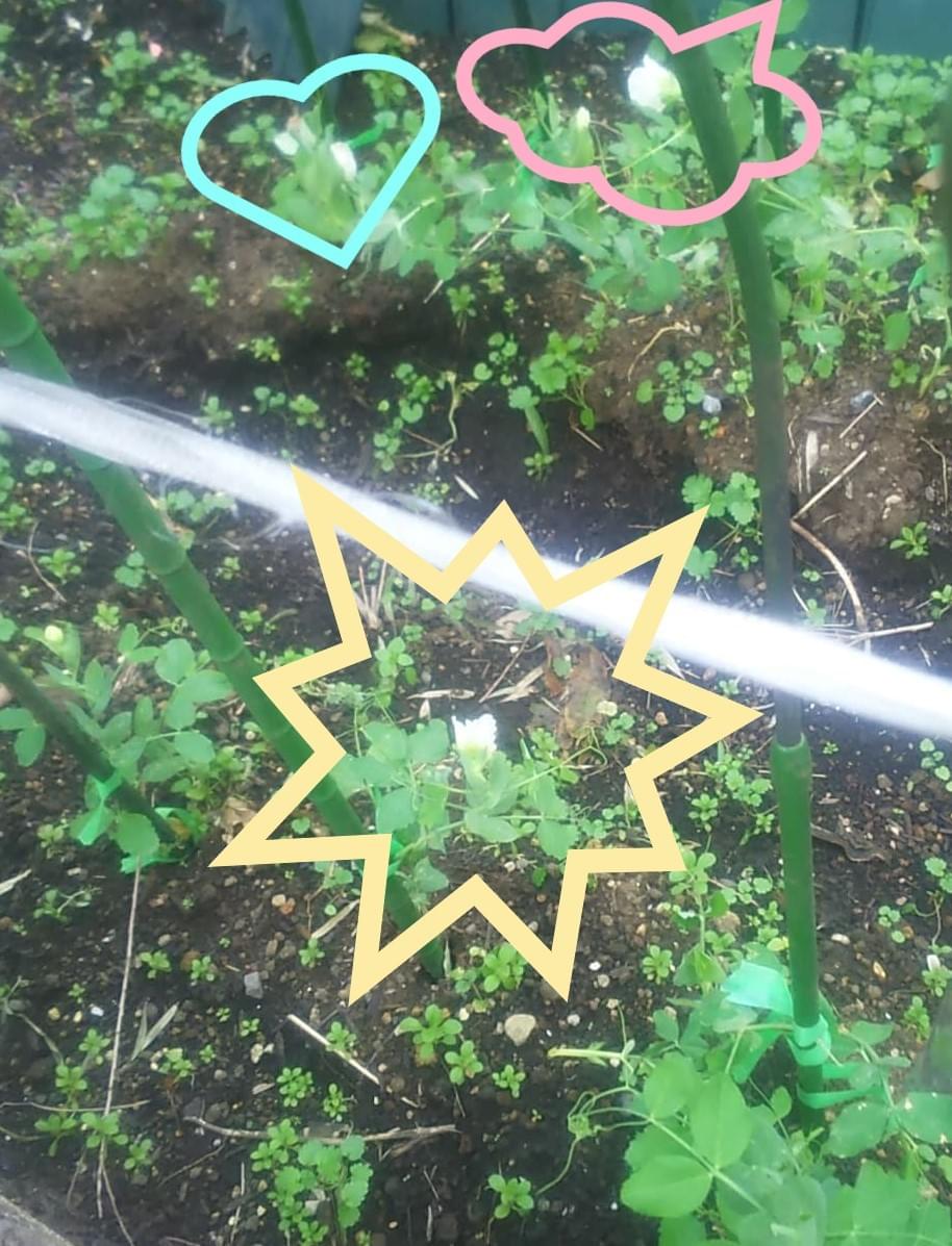 畑に白い花が ファーム