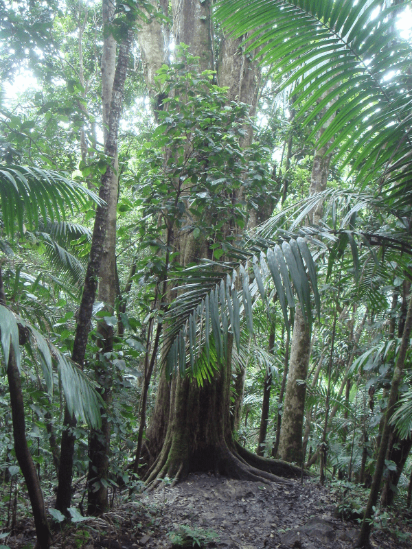 スティックの材料