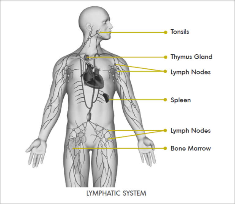 Is The Lymphatic System Part Of The Immune System