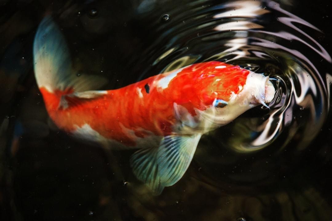best koi fish