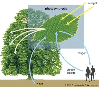 HKDSE Biology - Photosynthesis - HKDSE Biology Photosynthesis Leaves Chloroplast