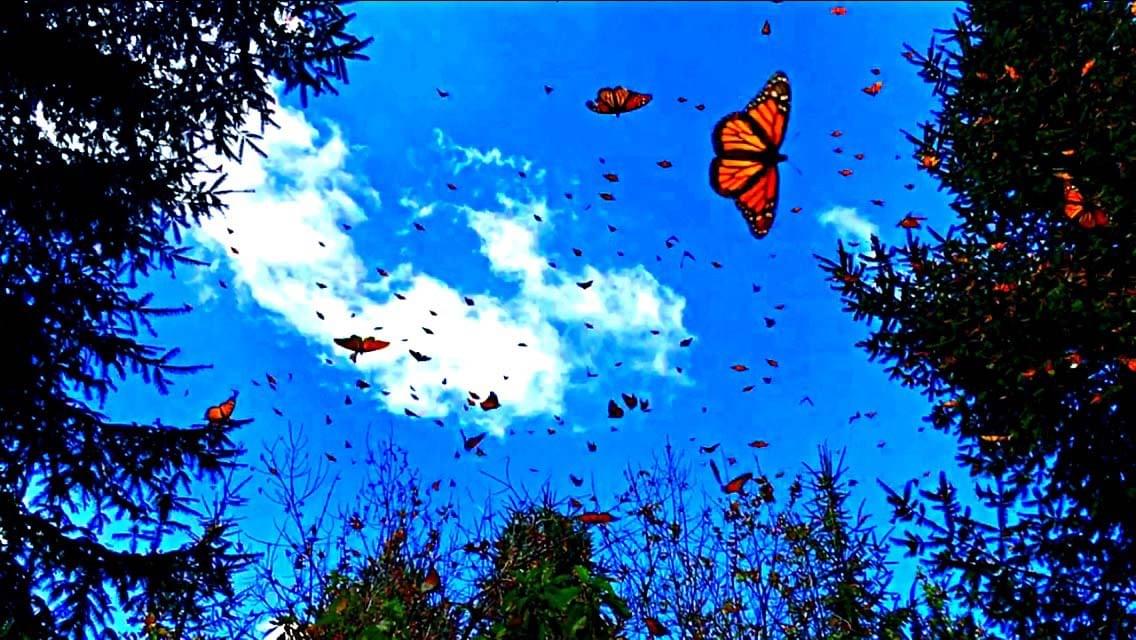 Witness the Annual Monarch Butterfly Migration in Mexico