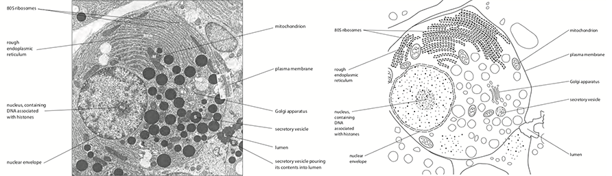 IB Biology - Prokaryotic and eukaryotic cells - IB biology Prokaryotes ...