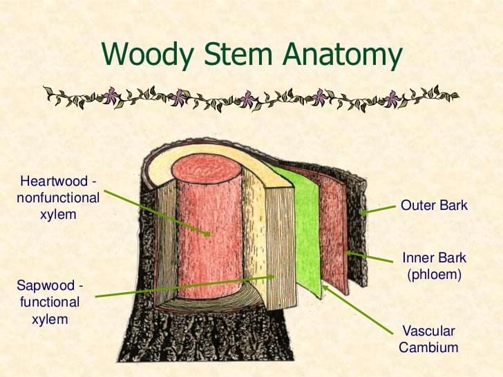 BIOL The Turgid Talk Biology Support system plants turgidity flaccidity