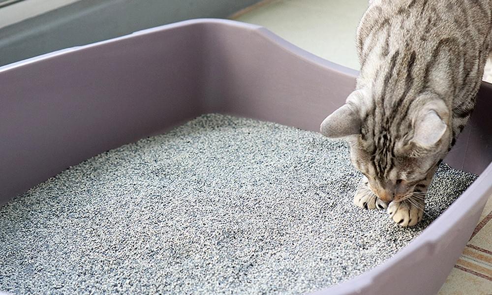 Odor Elimination - America Litter - Premium Cat Litter