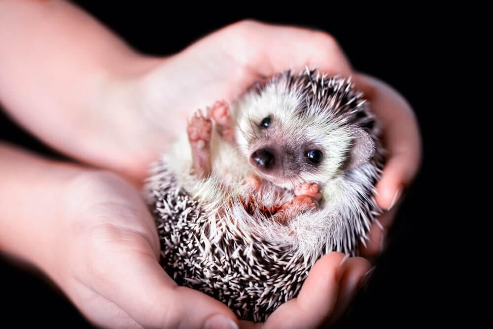 10 Best Small Pets for Cuddling pets for cuddling