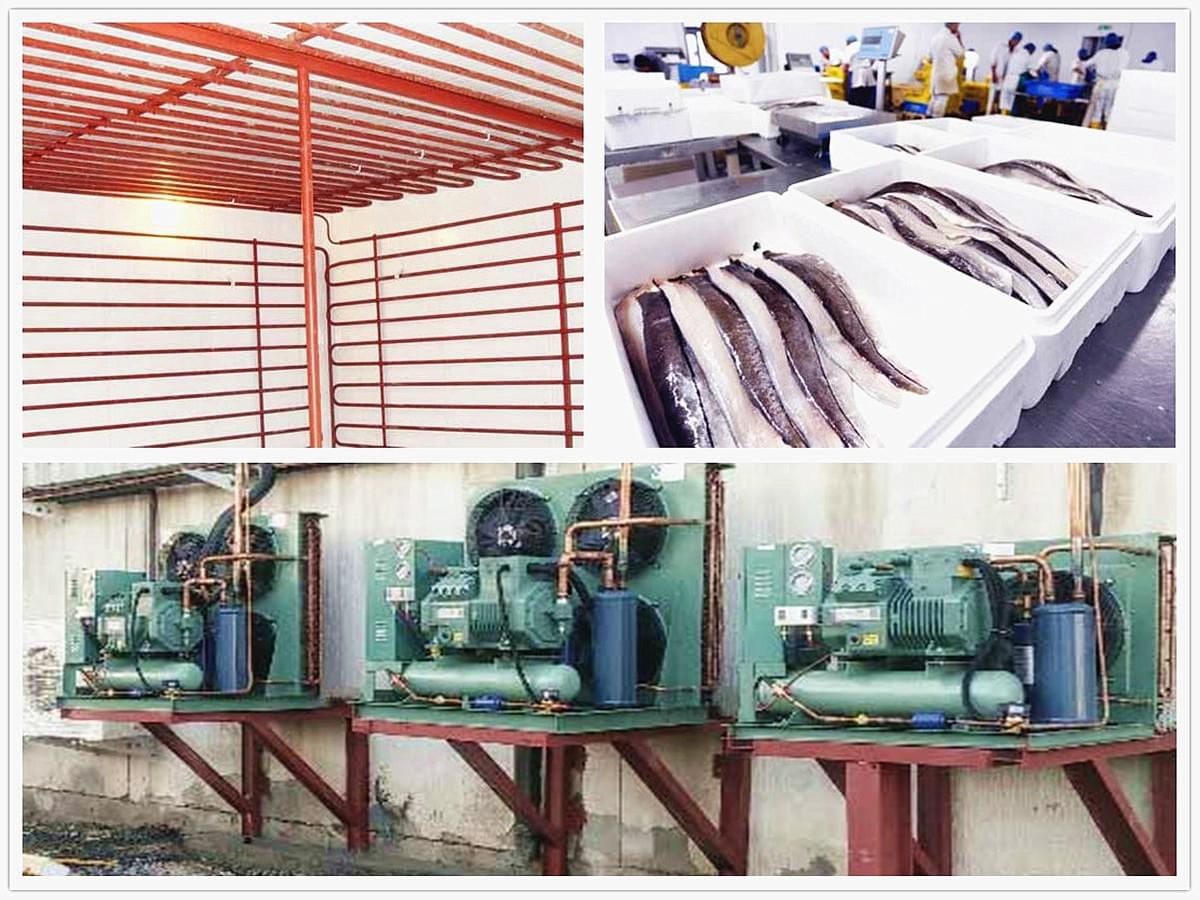 Fish Cold Chain System Aquatic & Seafood Refrigeration Chain - Condensing Unit...