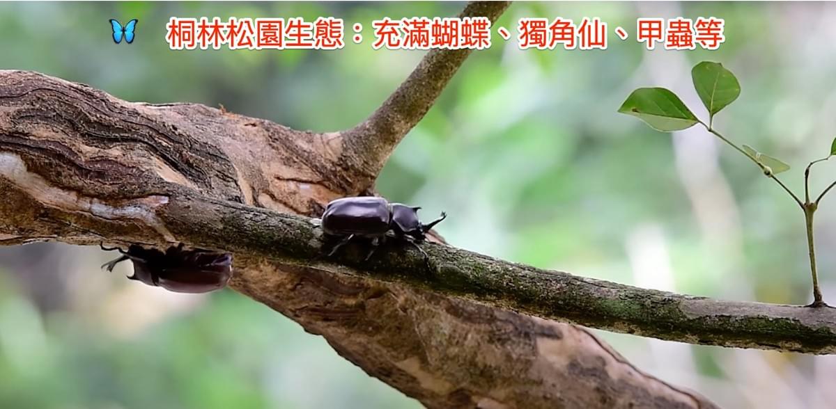 桐林松園 近桐林軒境桐林逸園台中霧峰萬坪山景農地10甲農地近青桐林生態園區