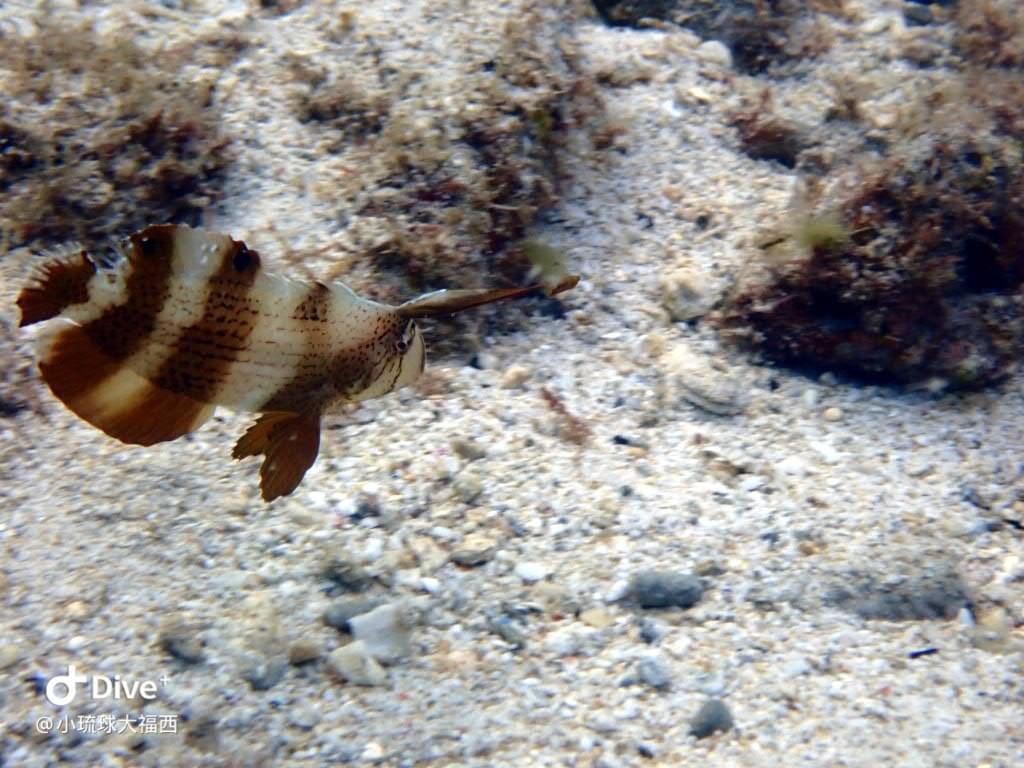 巴父項鰭魚iniistius Pavo Marine Organism