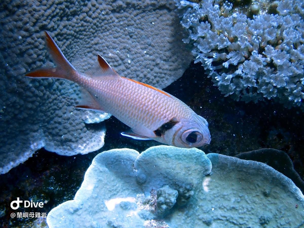 康德鋸鱗魚 Myripristis Kuntee Marine Organism