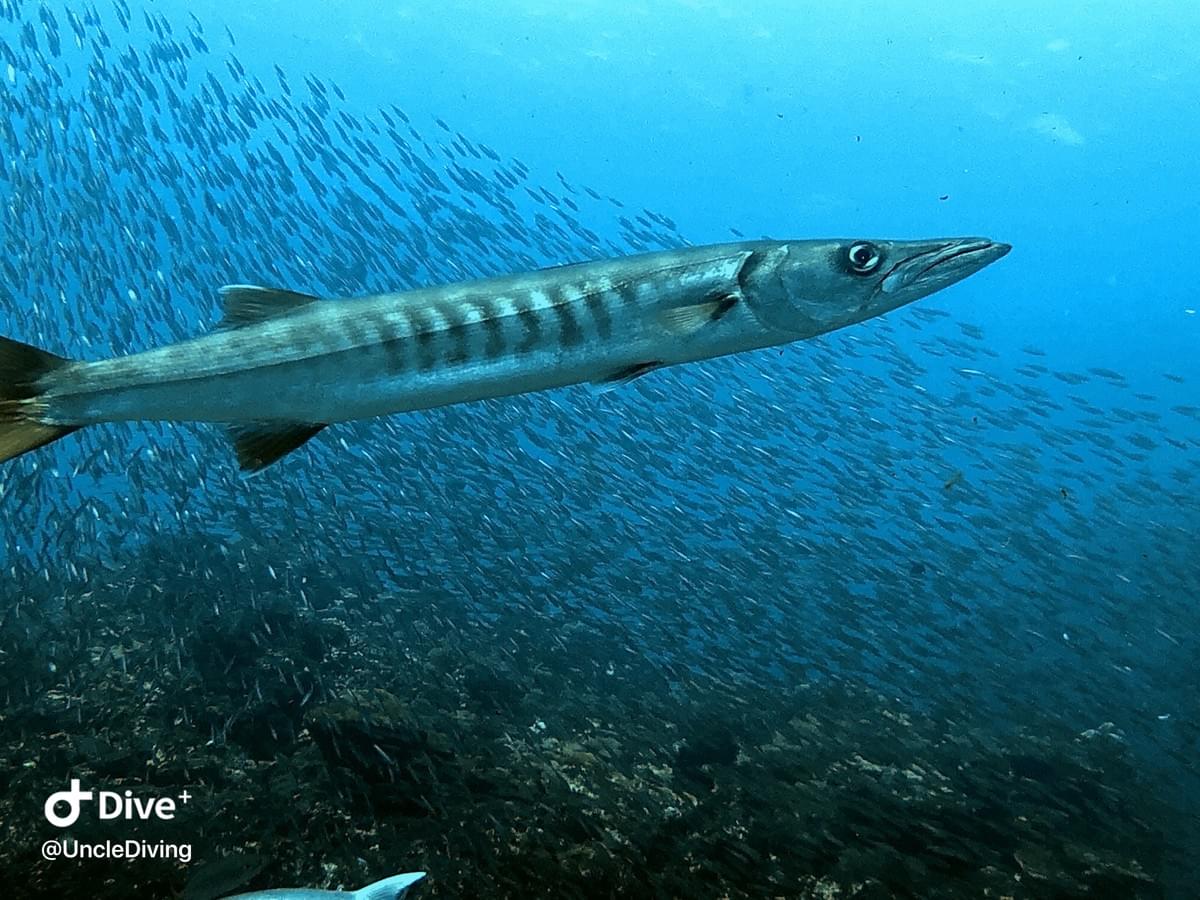 海狼魚barracuda Marine Organism