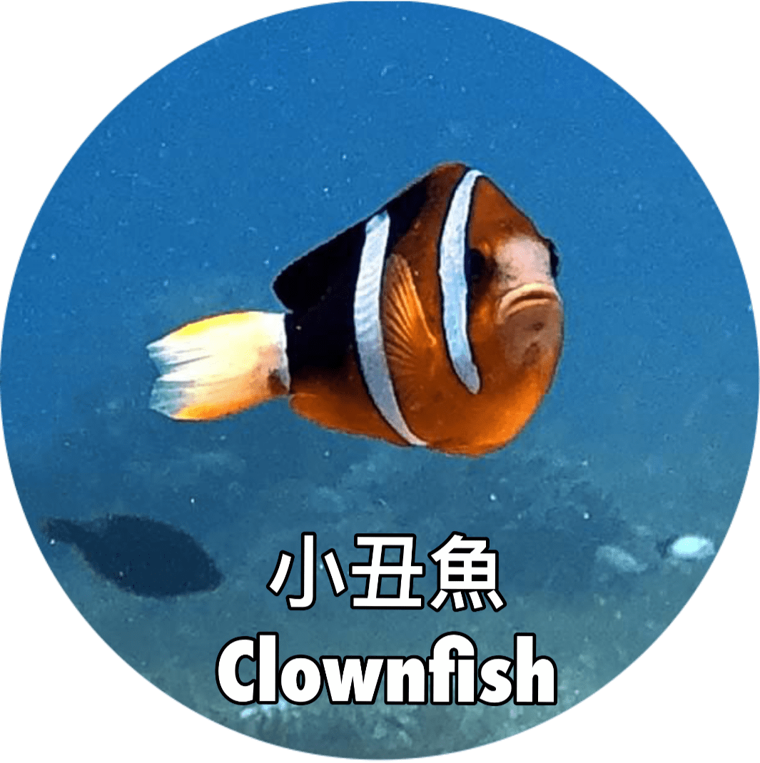 小丑魚clownfish Marine Organism