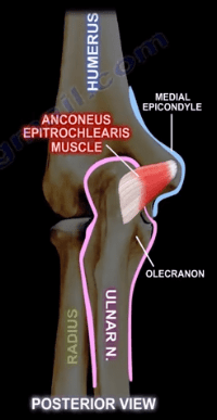 Anconeus Epitrochlearis Muscle - anatomy Medical Education medicine