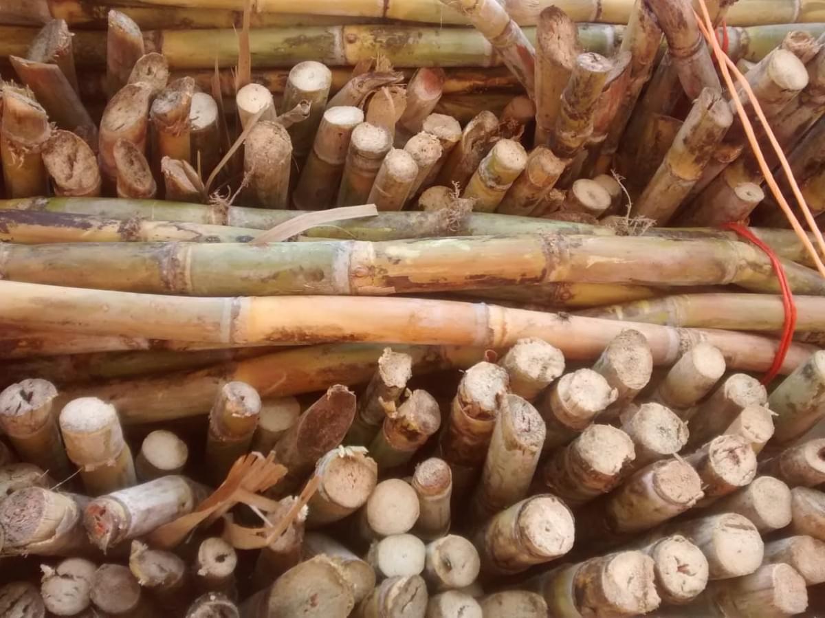 RAW ORGANICALLY SOWN SUGAR CANE PREMIUM 75 JUICY, SOLD BY TON