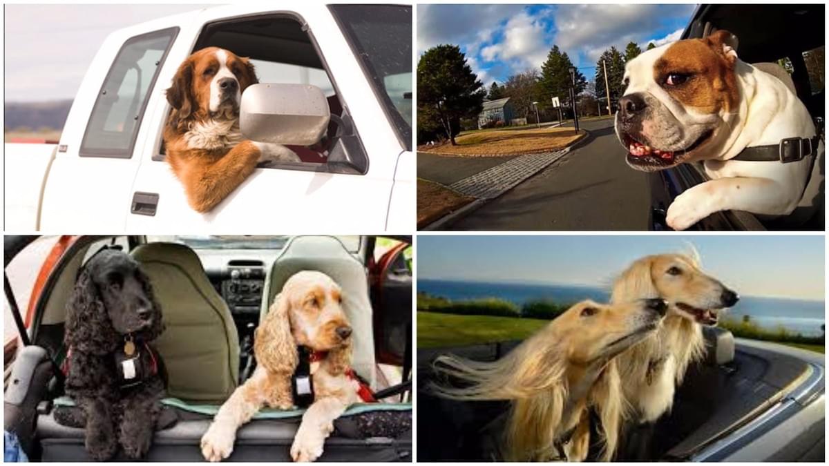 Dog Friendly Taxi 6 8 Seat Dog Friendly Taxi Covering