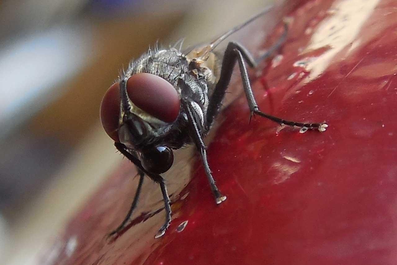 Westside Pest Solutions Inc