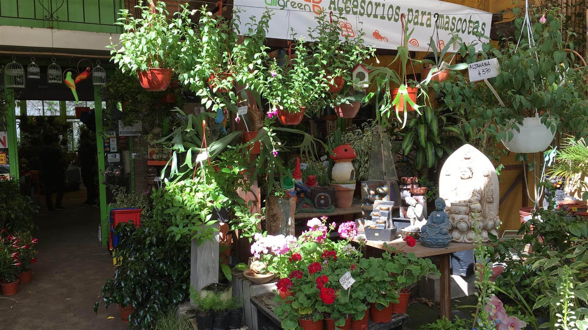 AllGreen - Vivero Belgrano - Plantas y Jardines