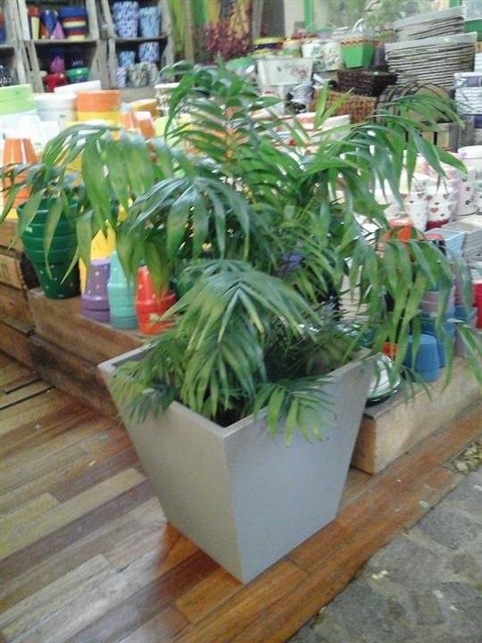AllGreen - Vivero Belgrano - Plantas y Jardines