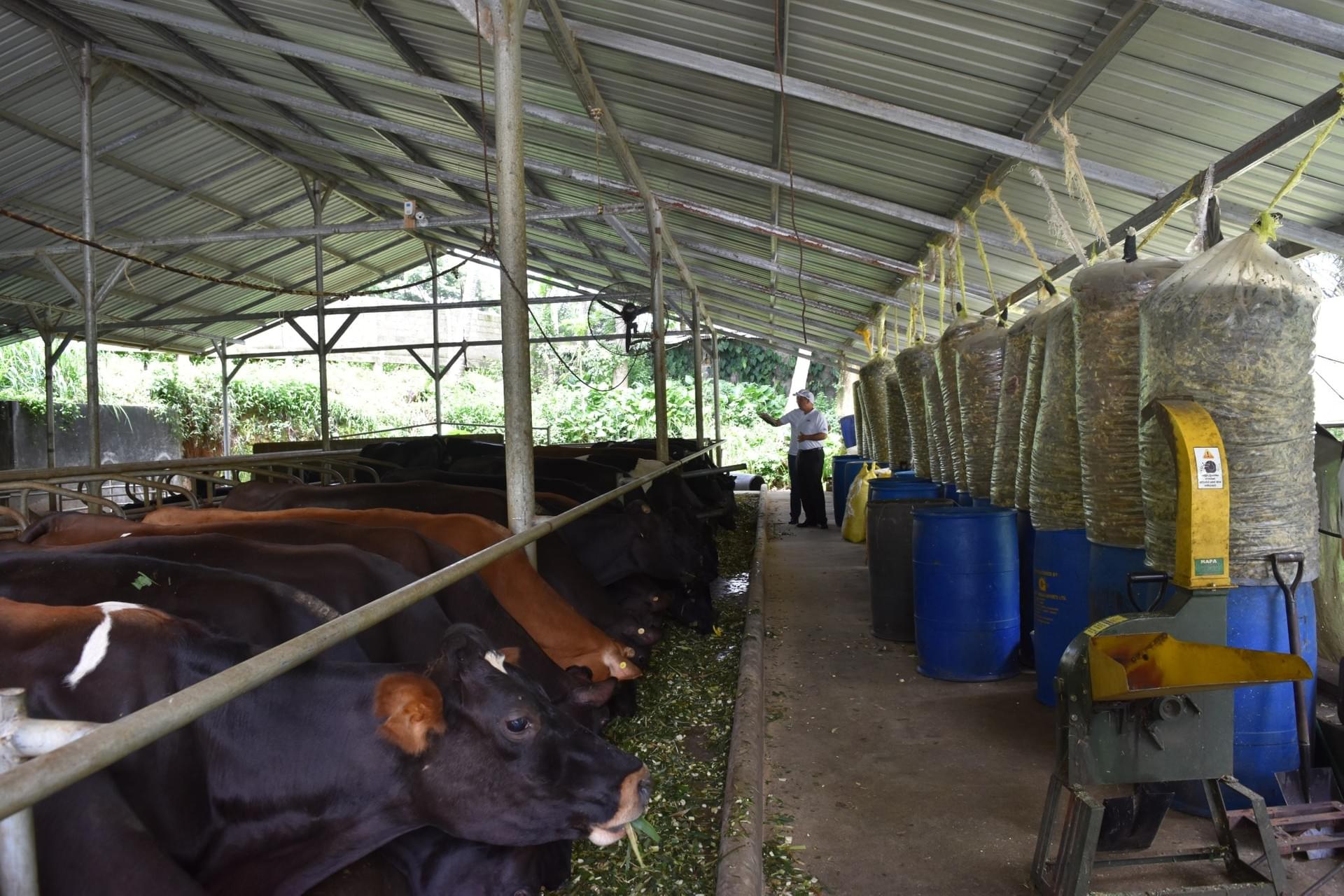 Photo Gallery MarketOriented Dairy Sri Lanka