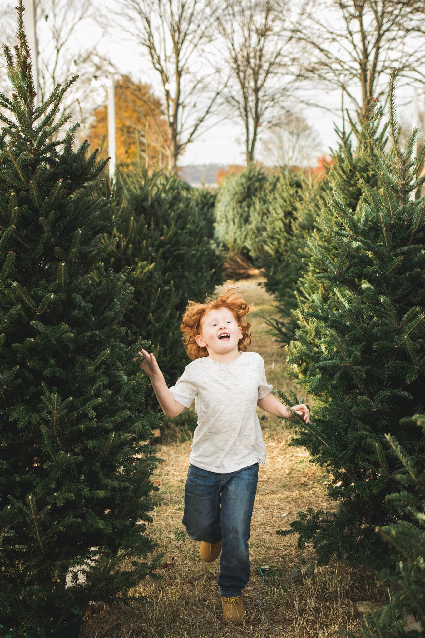 Santa S Christmas Trees