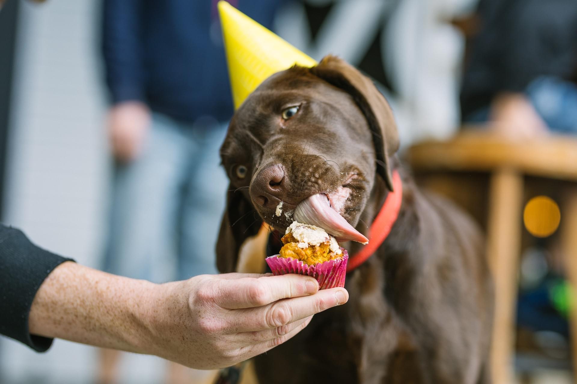 Dog Friendly The Keg Room Hamilton Pub Rototuna