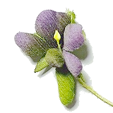 Astragalus 球体関節人形 絵 ヒデリ On Strikingly Astragalus 球体関節人形 絵 ヒデリ On Strikingly