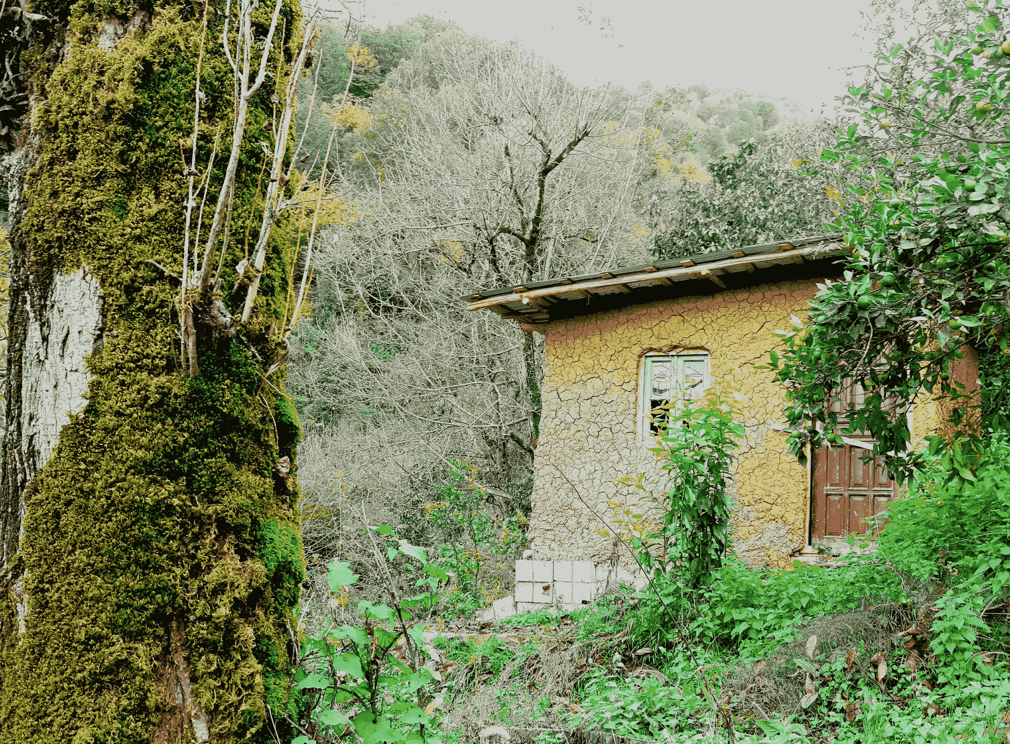 Cozy modern tiny house nestled in nature