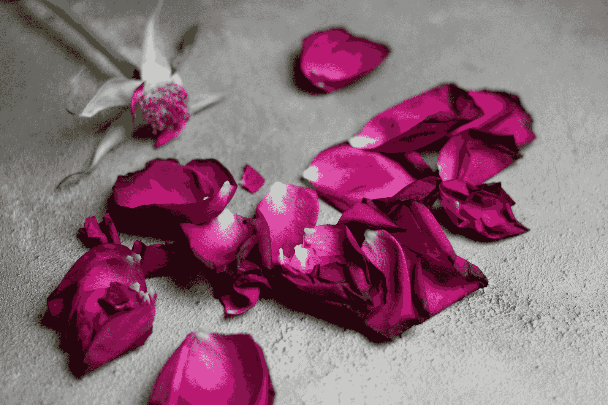freshness captured in freeze dried petals bulk