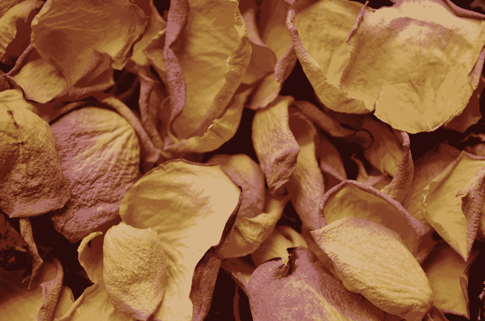 Colorful freeze dried petals bulk for culinary uses